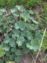 Alchemilla mollis