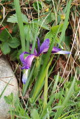 Iris graminea