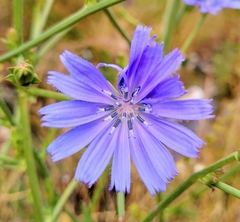 Cichorium intybus