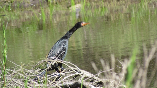 iNaturalist image