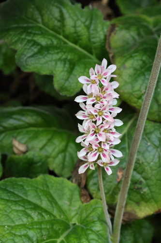 Francoa appendiculata, photograph 2