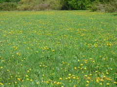 Fritillaria meleagroides