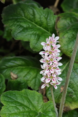 Francoa appendiculata, photograph (c) Grzegorz Grzejszczak, some rights reserved (CC BY-SA)