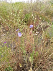 Cichorium intybus