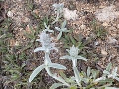 Stachydeae