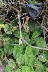 Francoa appendiculata, photograph (c) Grzegorz Grzejszczak, some rights reserved (CC BY-SA)
