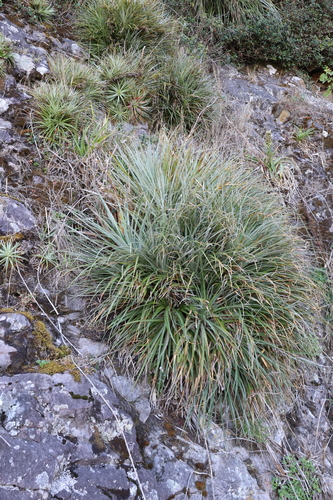 Fascicularia bicolor, photograph 2