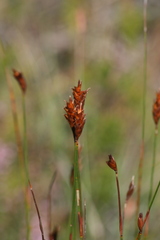 Staberoha distachyos