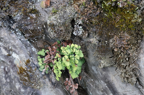 Adiantum chilense, photograph 3