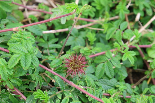 Acaena ovalifolia