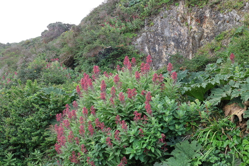 Devil's tobacco (Lobelia tupa)
