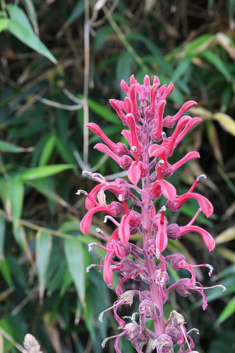 Lobelia tupa, photograph 2