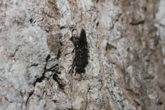 Dicyphoma schaefferi