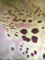 Digitalis purpurea