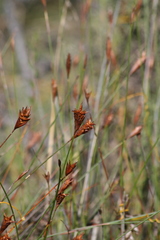 Staberoha distachyos