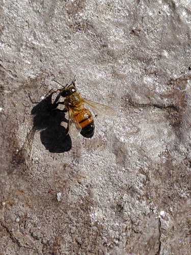 Western Honey Bee