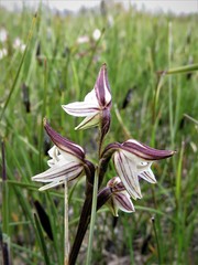 Prasophyllum striatum