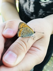 Lycaena dispar