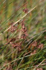 Staberoha distachyos