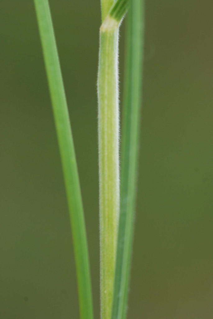 Bromus condensatus