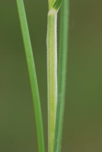 Bromus condensatus