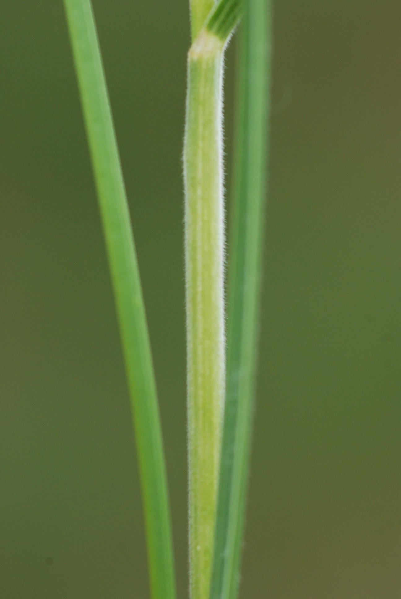 Bromus condensatus