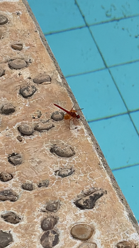 Orange-winged Dropwing