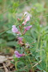 Chamaecytisus purpureus