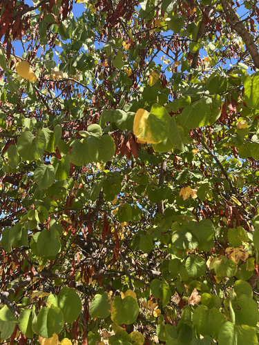 Judas-tree