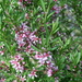 Prunus tenella - Photo (c) Sirpale79,  זכויות יוצרים חלקיות (CC BY)