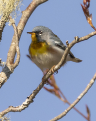 Setophaga americana image
