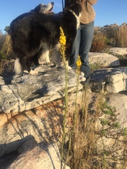 Bulbine cepacea