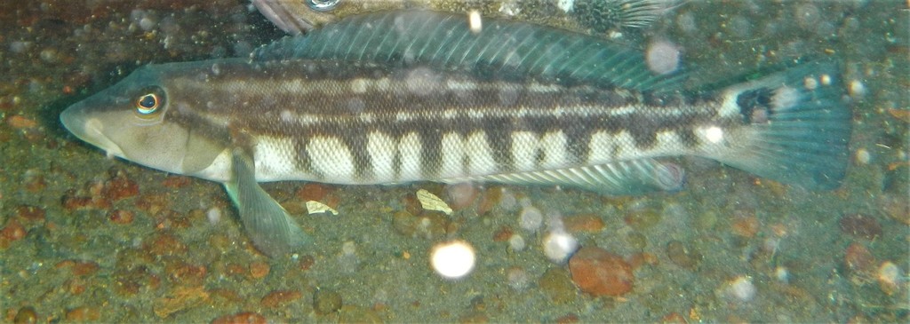 Brazilian Sandperch