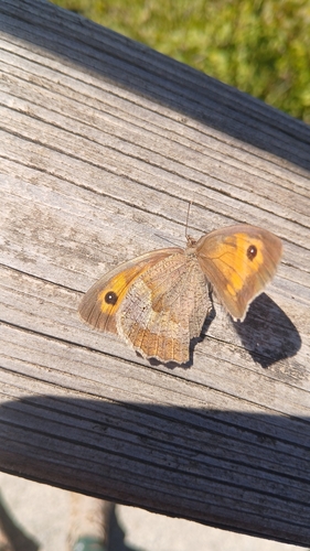 Meadow Brown