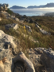 Bulbine cepacea