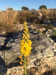 Bulbine cepacea