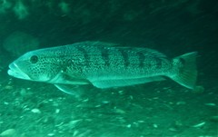 Pseudopercis semifasciata