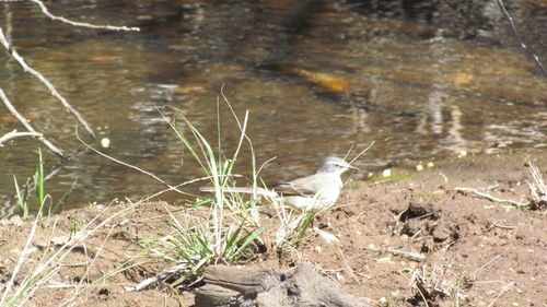 iNaturalist image
