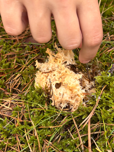 Cauliflower Fungus