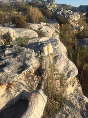 Bulbine cepacea