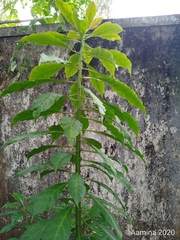 Leuenbergeria bleo