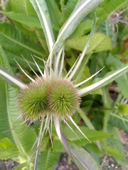 Dipsacus fullonum