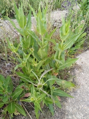 Dipsacus fullonum