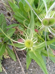 Dipsacus fullonum