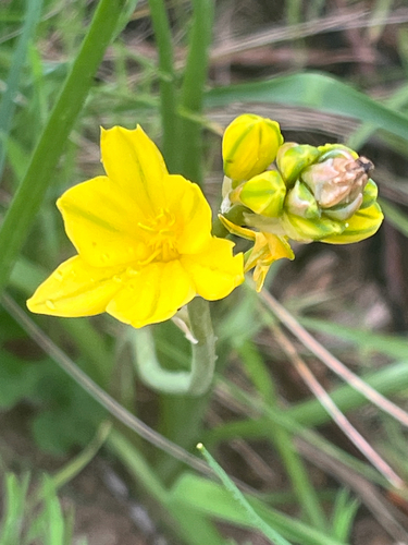 Bulbine Lily