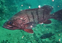 Acanthistius patachonicus