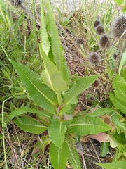 Dipsacus fullonum