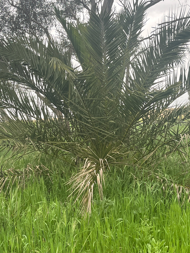 Canary Island palm