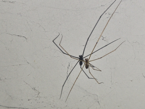 Crossopriza maculipes