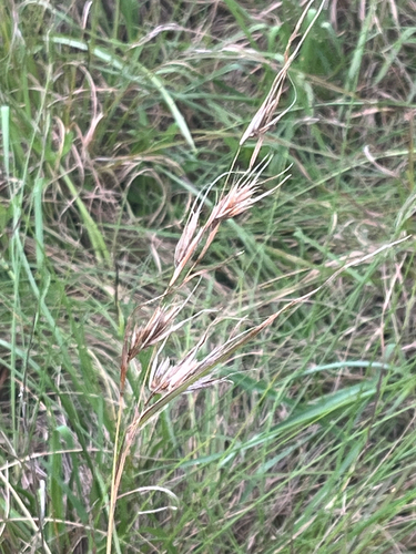 Kangaroo Grass